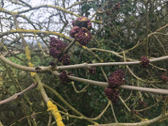 viking way part 2 bigby strange small