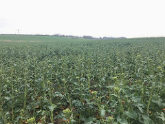 Somerby Rape Field